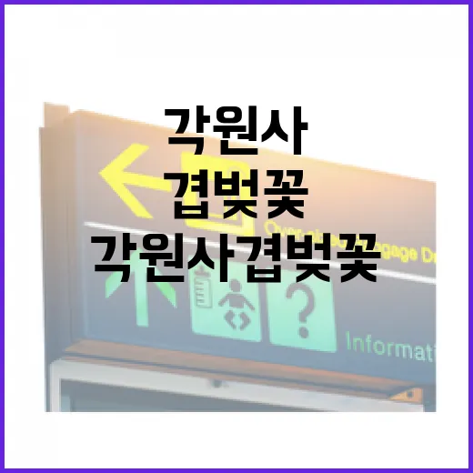 밤빛에 물든 각원사 겹벚꽃의 매력