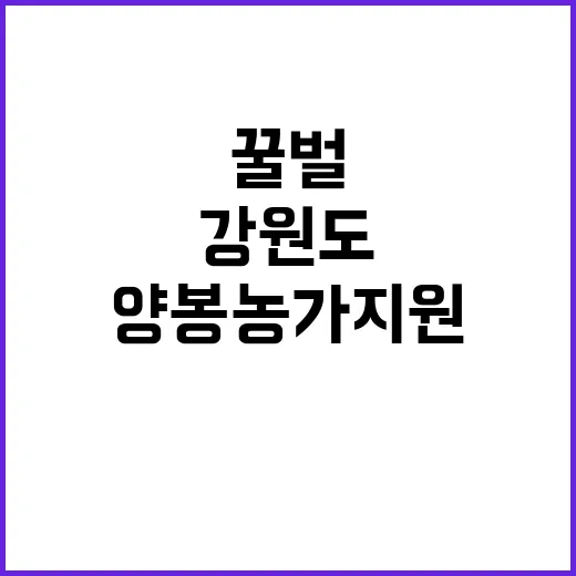 사라지는 꿀벌, 강원도 양봉농가 지원 강화