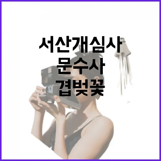 서산 개심사·문수사 겹벚꽃 향연