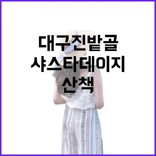 대구 진밭골 샤스타데이지와 힐링 산책