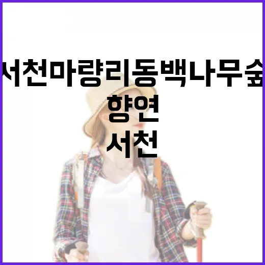 서천 마량리 동백나무숲, 봄날의 붉은 향연