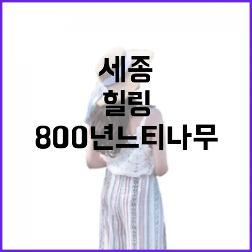 세종 천년고찰 비암사에서 만나는 800년 느티나무 힐링