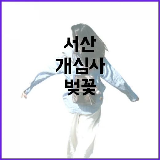 서산 개심사, 늦게 피는 벚꽃의 절경