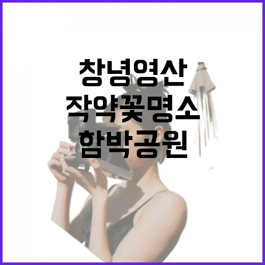 창녕 영산 함박공원 작약꽃 명소 산책