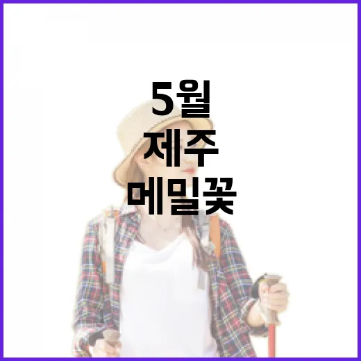 제주 와흘 메밀꽃 축제 5월 한달간 개최