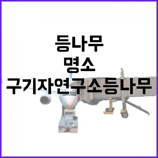 청양 구기자연구소 등나무 터널, 봄빛 물든 명소