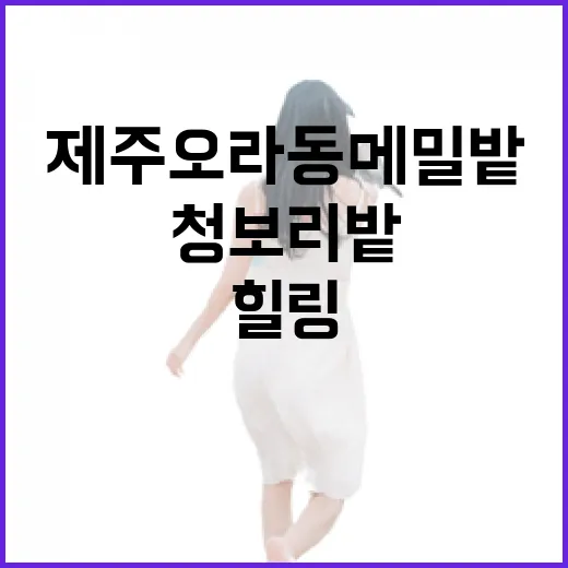제주 오라동 메밀밭과 청보리밭 힐링 명소