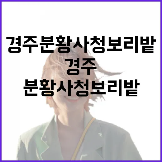경주 분황사 청보리밭의 봄 풍경