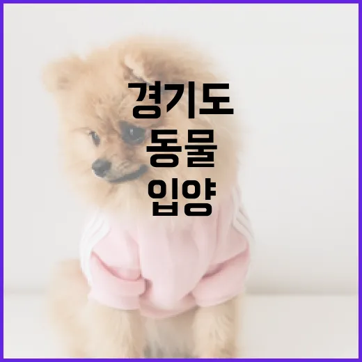 경기도 입양동물 안심보험 무한돌봄 지원 시작