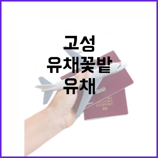 고성 유채꽃밭, 사계절 꽃길 산책