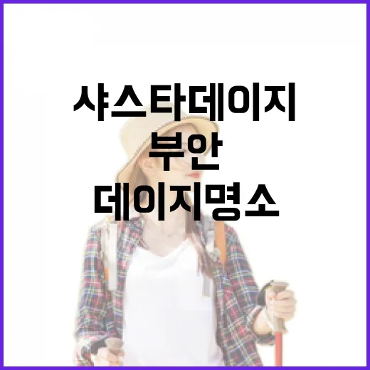 부안 변산마실길 샤스타데이지 명소