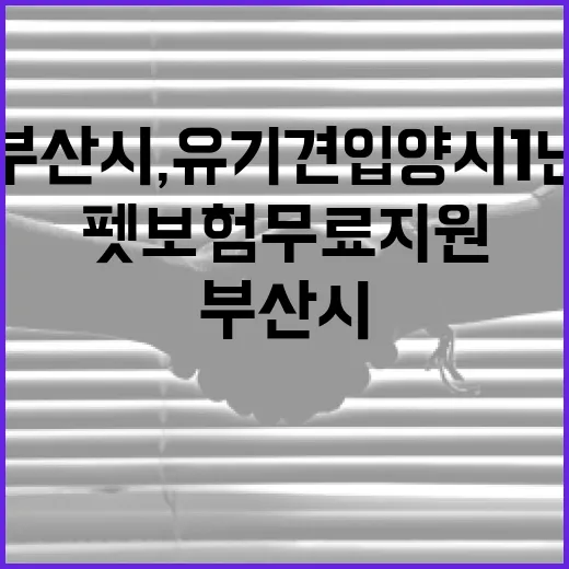 부산시, 유기견 입양 시 1년 펫보험 무료 지원