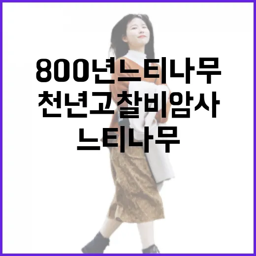 천년고찰 비암사와 800년 느티나무의 고요한 숨결