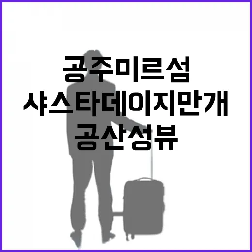 공주 미르섬 샤스타데이지 만개, 공산성 뷰 산책 명소
