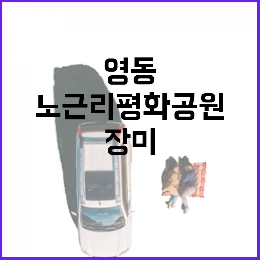 장미 만개한 영동 노근리평화공원 산책