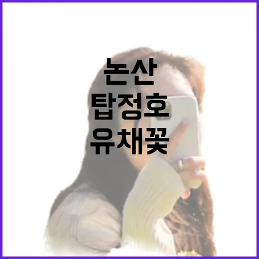 논산 탑정호 유채꽃, 6월 초까지 노란 물결
