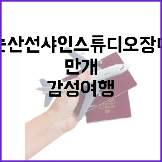 논산 선샤인스튜디오 장미 만개 감성 여행