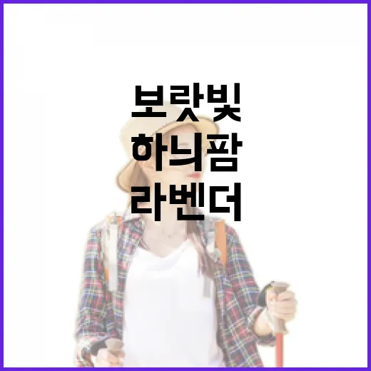 보랏빛 라벤더 향연, 고성 하늬팜 축제