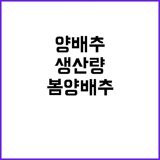봄 양배추 가격 안…