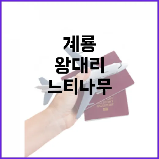 계룡 왕대리 550년 느티나무와 모원재 탐방