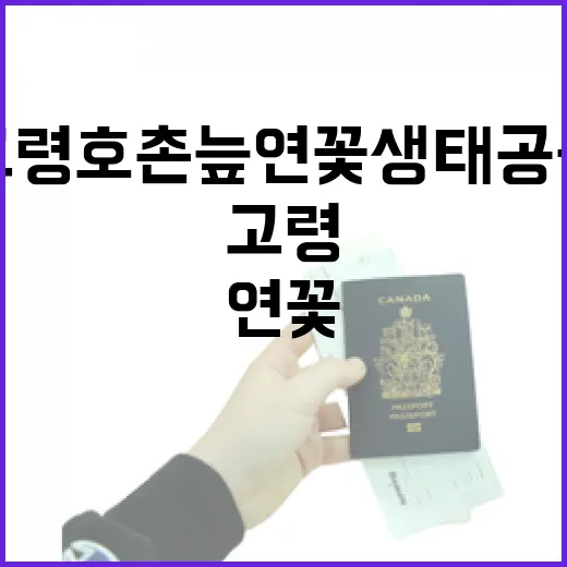 고령 호촌늪연꽃생태공원 산책과 건강의 만남