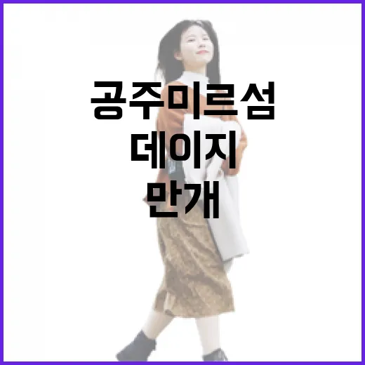 공주 미르섬 데이지꽃 만개, 봄철 명소로 각광