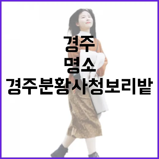 경주 분황사 청보리밭 산책 명소