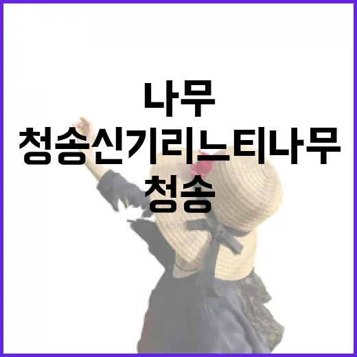 청송 신기리 느티나무의 역사와 자연