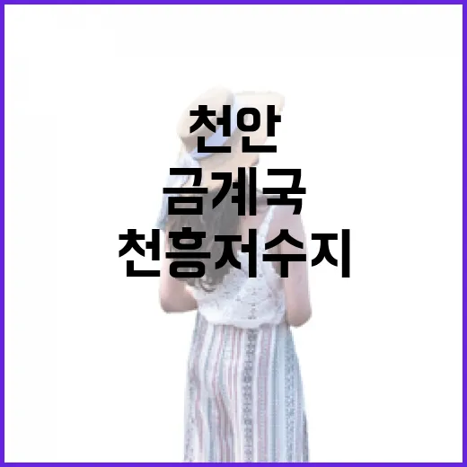 천안 천흥저수지 금계국 물결 속 산책