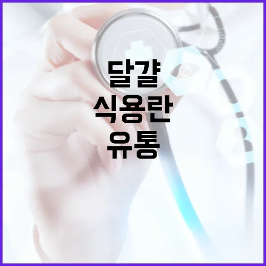 식용란 위생점검 강화, 안전한 달걀 유통 확보