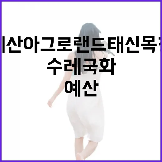 예산 아그로랜드 태신목장 수레국화 만개