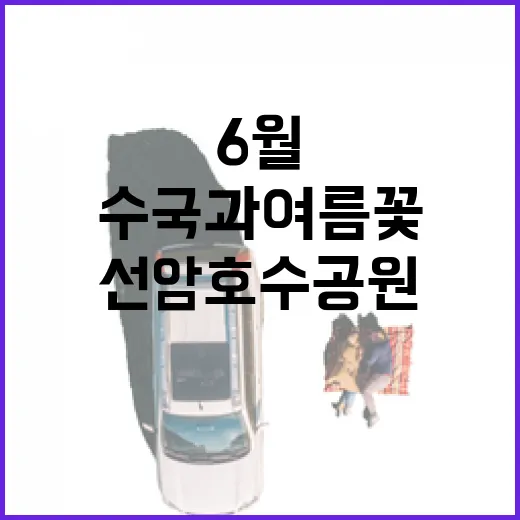 6월 선암호수공원 수국과 여름꽃 풍경