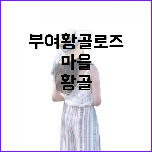 부여 황골로즈마을 장미의 향연