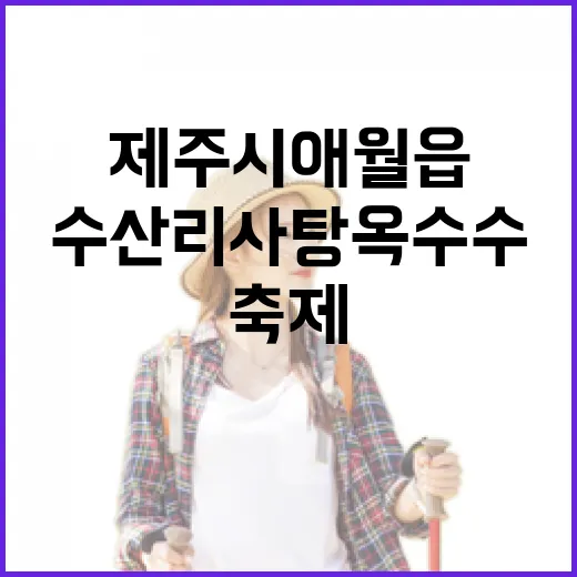 제주시 애월읍 수산리 사탕옥수수 축제 현장