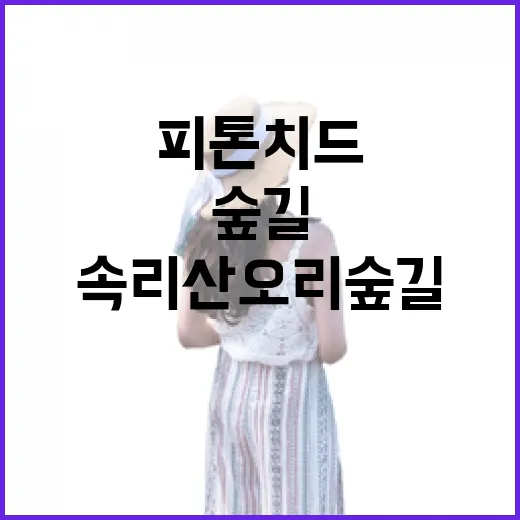 속리산 오리숲길, 피톤치드 가득한 힐링 숲길