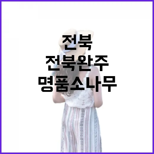 전북 완주 명품 소나무의 사계절 풍경