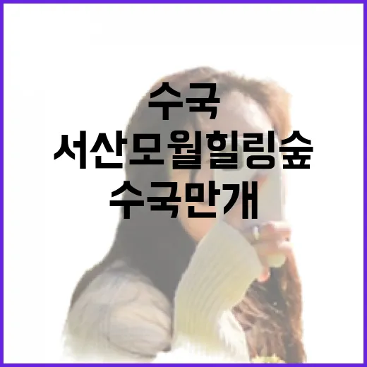 서산 모월힐링숲 수국 만개 무료 산책