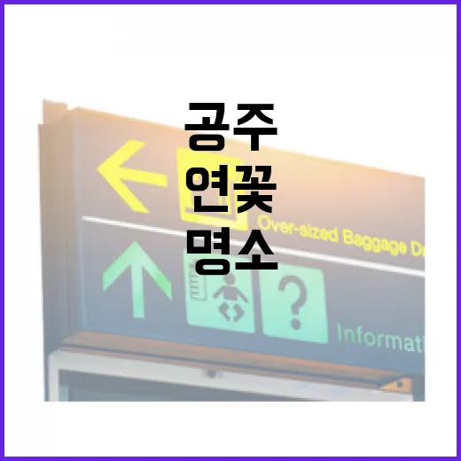 공주 메타세콰이어길 연꽃 산책 명소