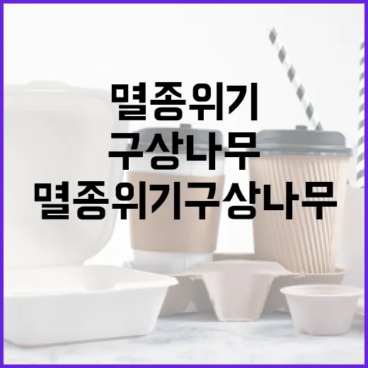 멸종위기 구상나무, 우리 산의 소중한 보물