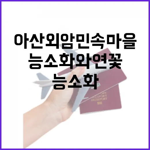 아산 외암민속마을 능소화와 연꽃의 계절