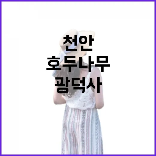 천안 광덕사 호두나무와 역사 탐방