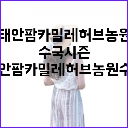 태안 팜카밀레 허브농원 수국 시즌 개막