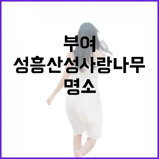 부여 성흥산성 사랑나무 명소 탐방
