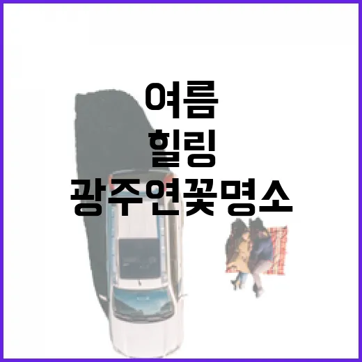 광주 연꽃 명소에서 만나는 여름 힐링