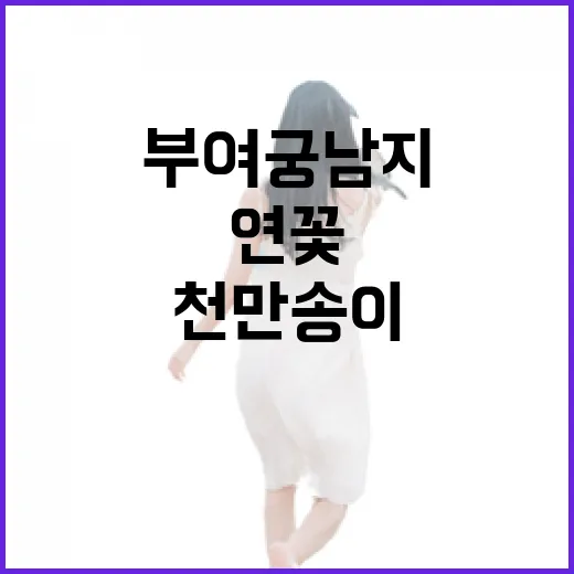 부여 궁남지 연꽃, 천만 송이 화려한 개화