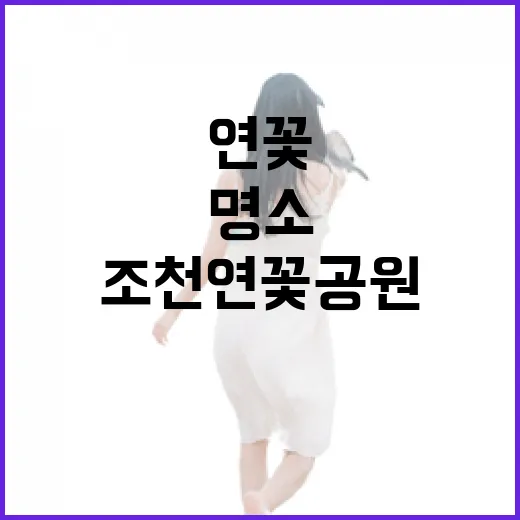 조천연꽃공원 연꽃 만개, 아침 산책 명소