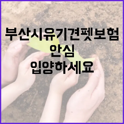 부산시 유기견 펫보험으로 안심 입양하세요