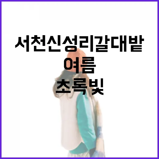 서천 신성리 갈대밭, 초록빛 여름의 물결