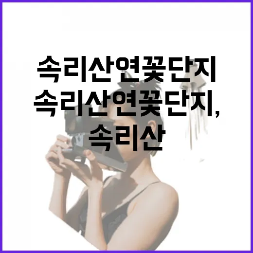 속리산 연꽃단지, 천상의 꽃 향연