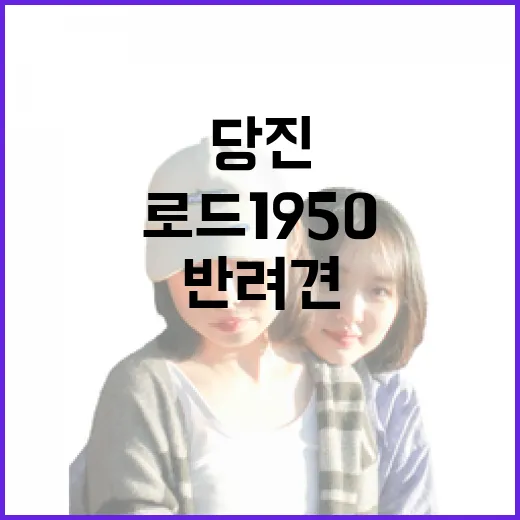 당진 신평 로드1950, 가족과 반려견 힐링 명소